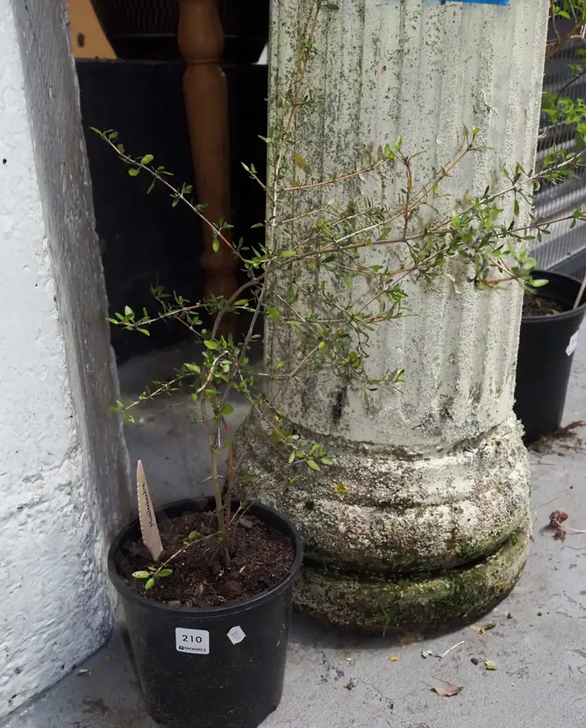 potted Muehlenbeckia Image 1++