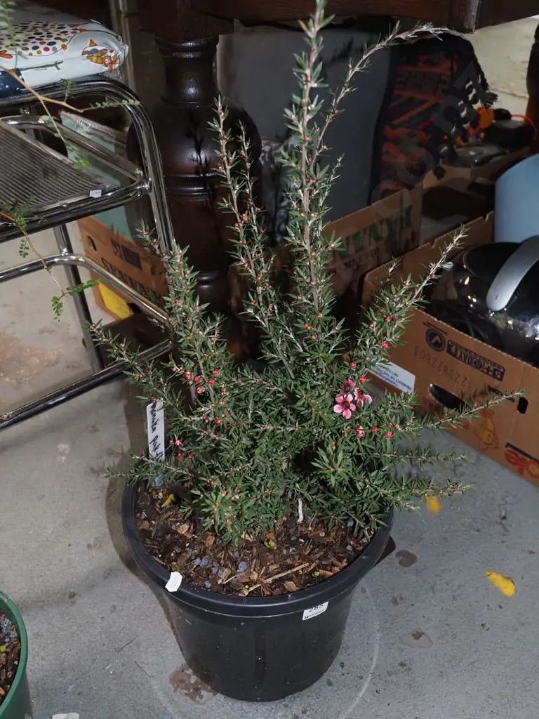 potted manuka with pink flowers Image 1++