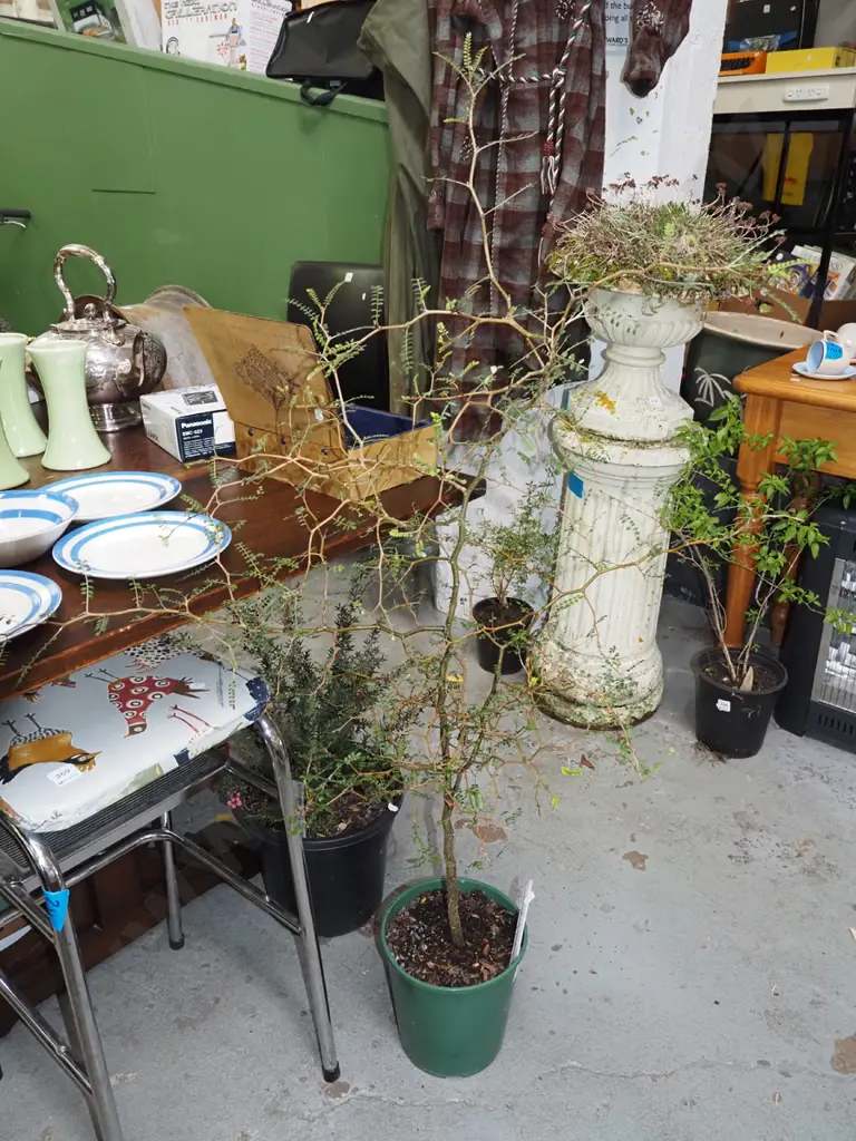 potted South Island kowhai Image 1++