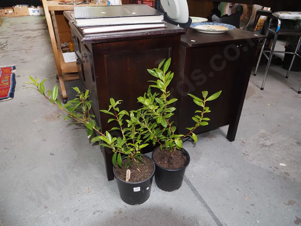 2x potted pohutukawa Image 1++