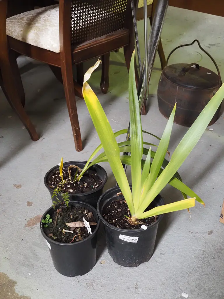 2x potted iris, potted jasmine Image 1++