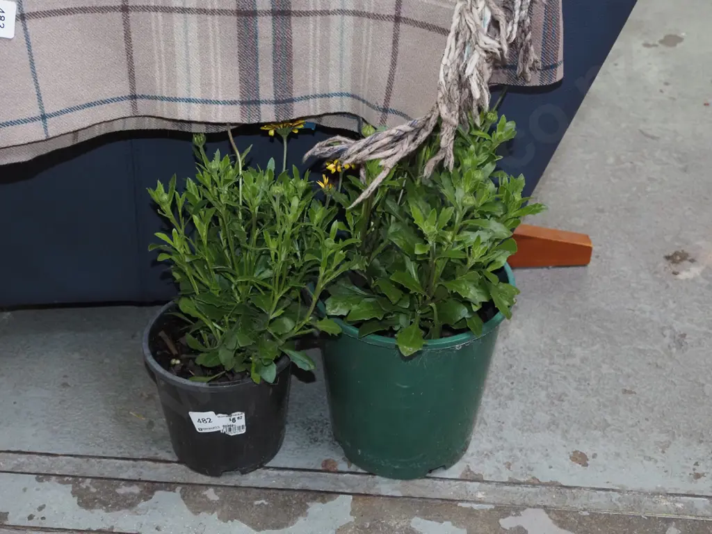 2x potted daisies Image 1++