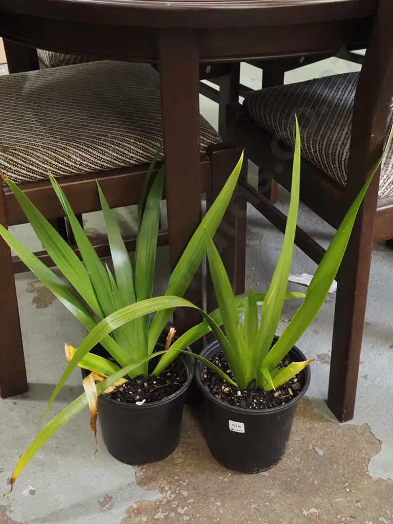 2x potted irises Image 1++