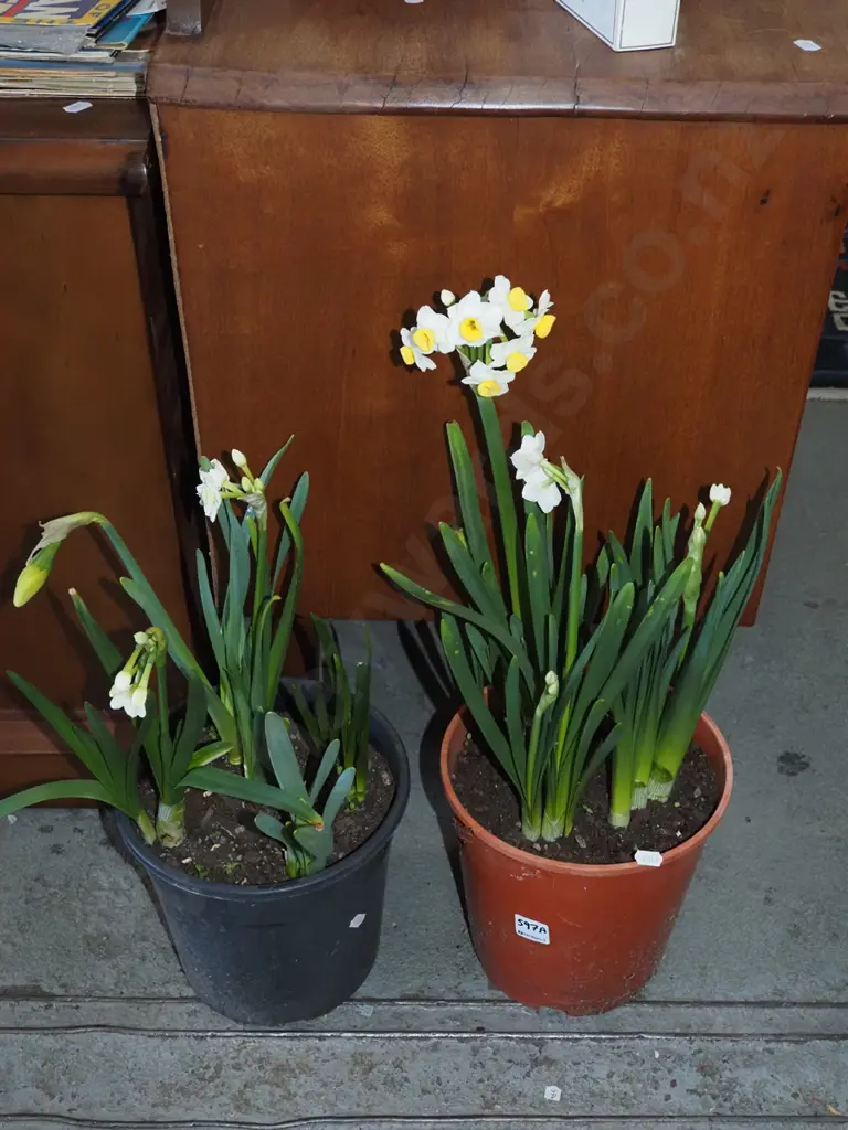 2x potted daffodils Image 1++