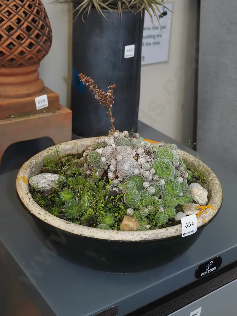 succulents in blue bowl planter Image 1++