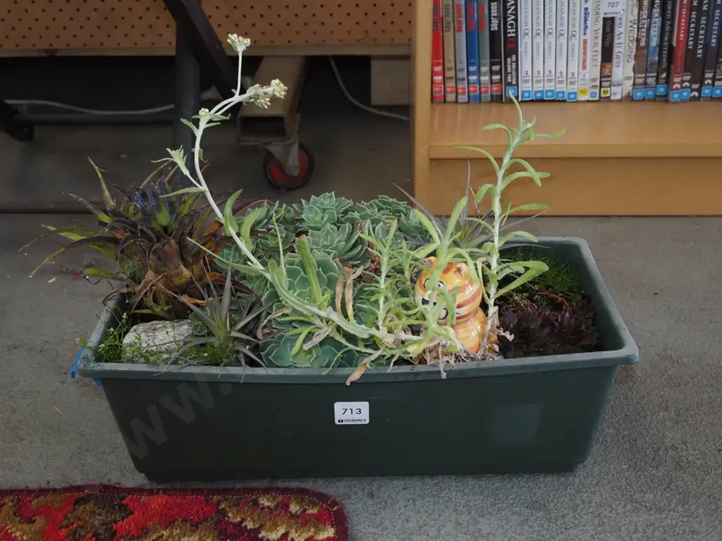 plastic trough and succulents Image 1++