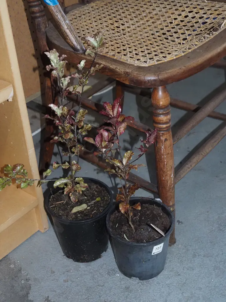 2x potted red matipo Image 1++