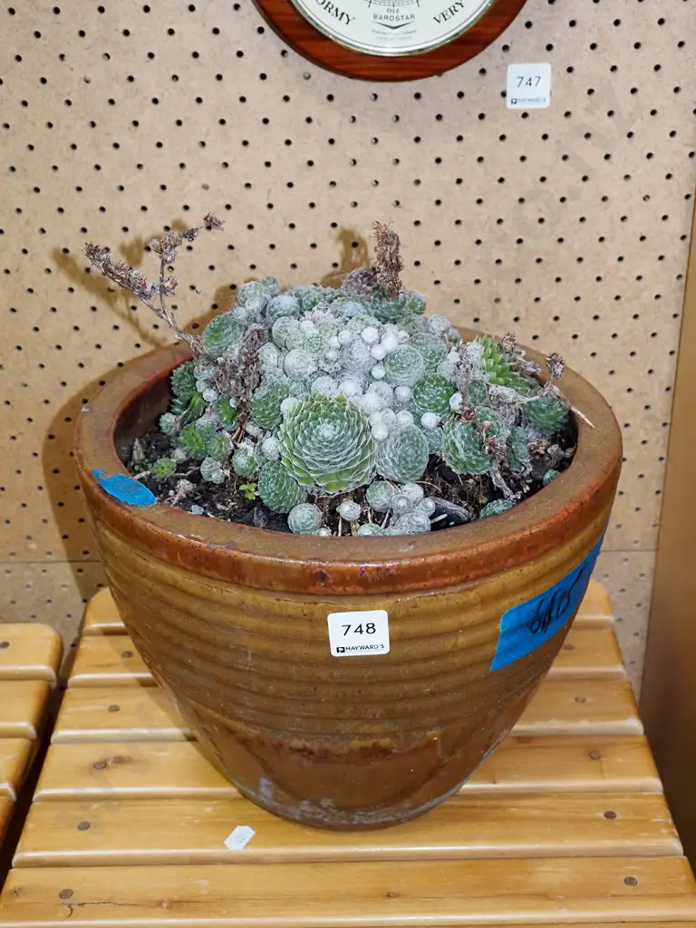 succulents in planter Image 1++