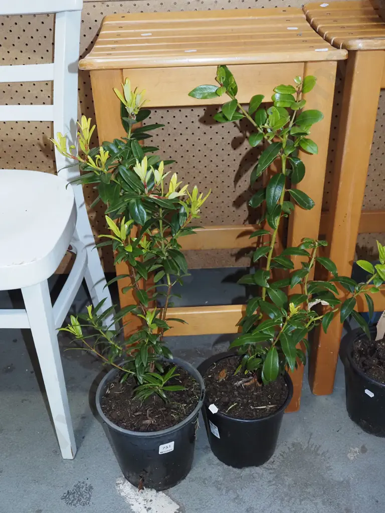 2x potted pohutukawa Image 1++