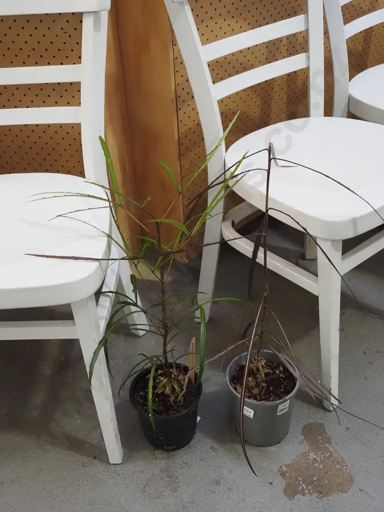 2x potted lancewoods Image 1++