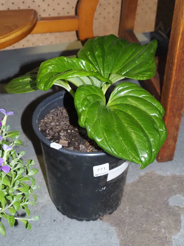 potted Chatham Island forget me not Image 1++