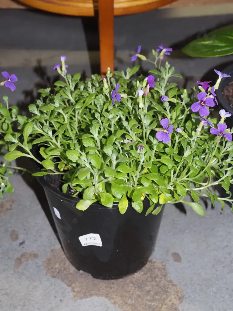 potted aubrieta Image 1++
