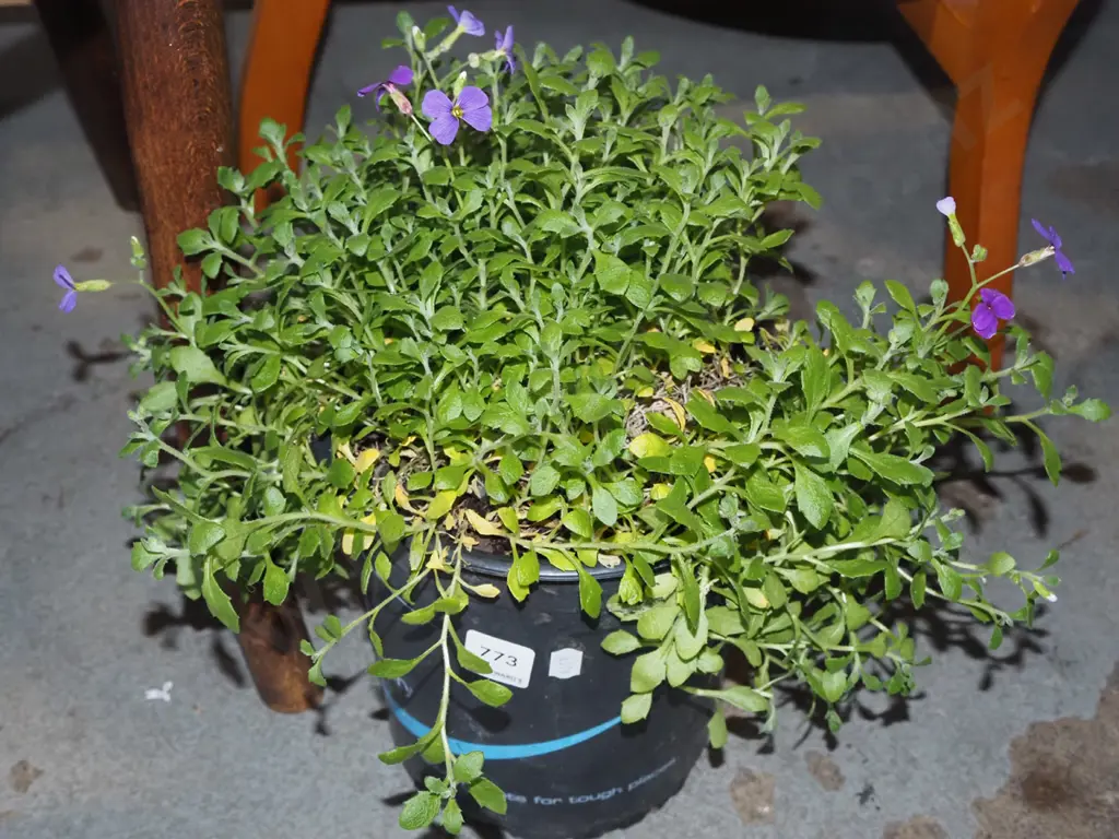 poitted aubrieta Image 1++