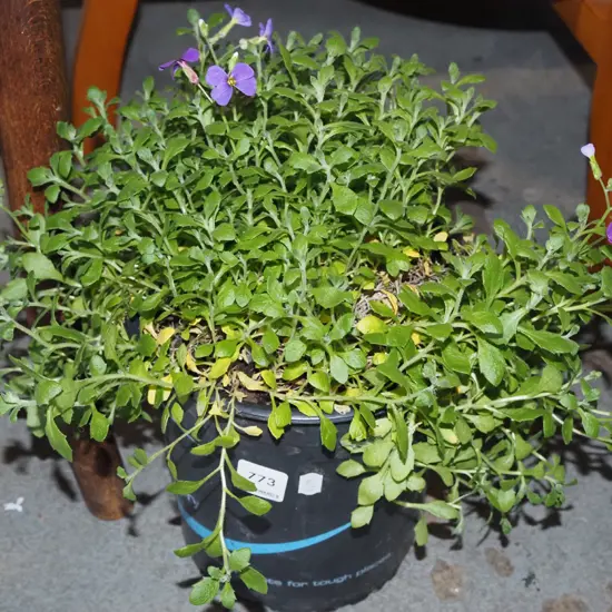 poitted aubrieta
