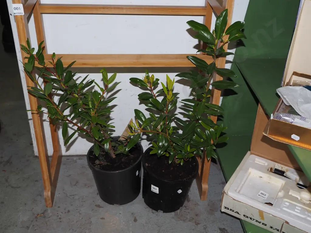 2x potted pohutukawa Image 1++