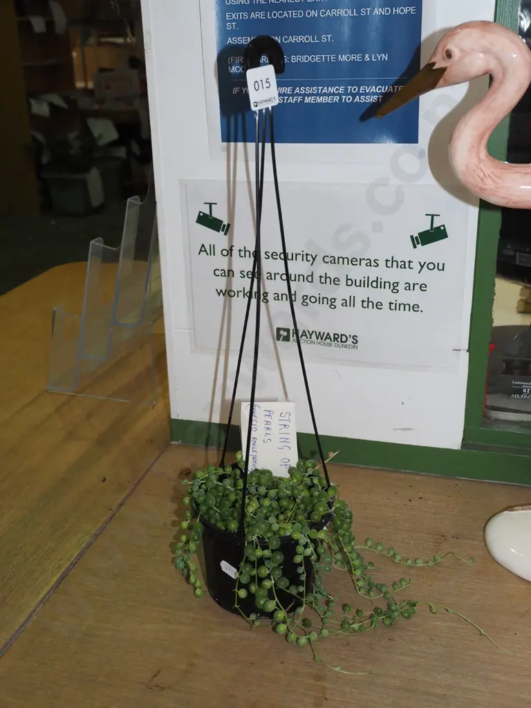 potted indoor plant - string of pearls Image 1++