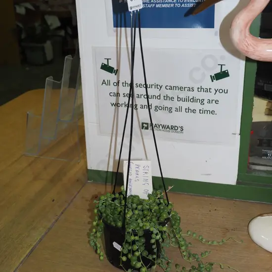 potted indoor plant - string of pearls