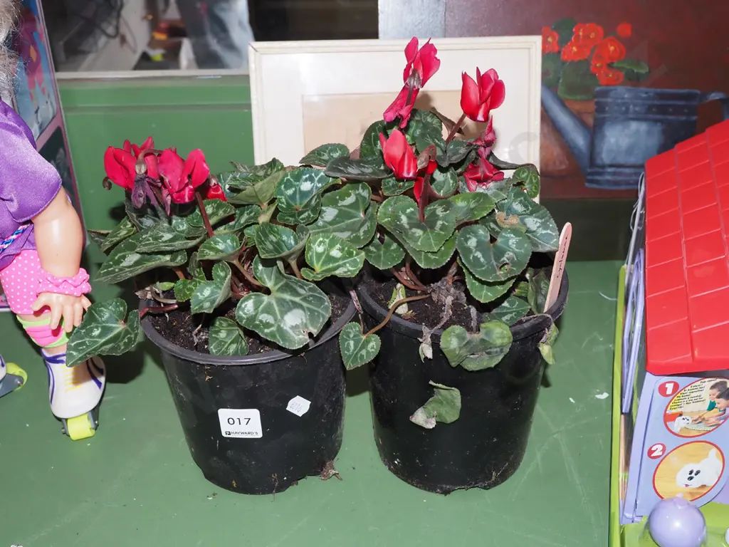 2x potted red cyclamens Image 1++