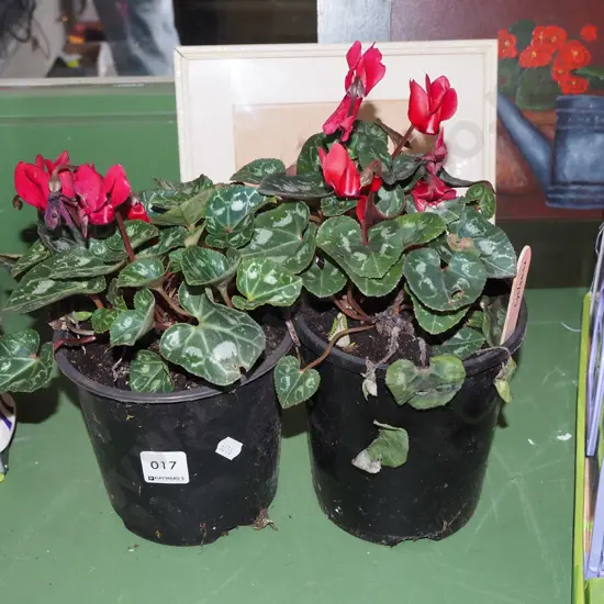 2x potted red cyclamens