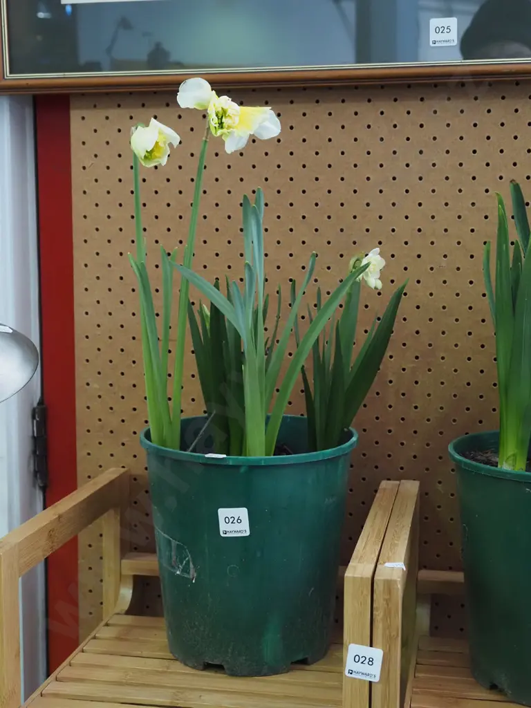 potted daffodils Image 1++