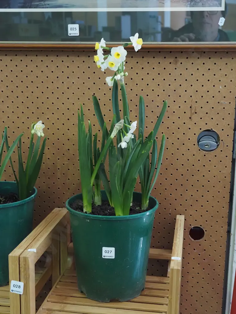 potted daffodils Image 1++