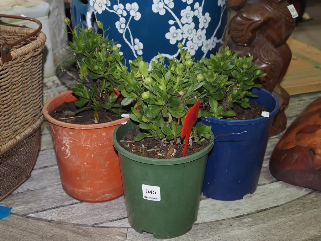 3x potted daisies Image 1++
