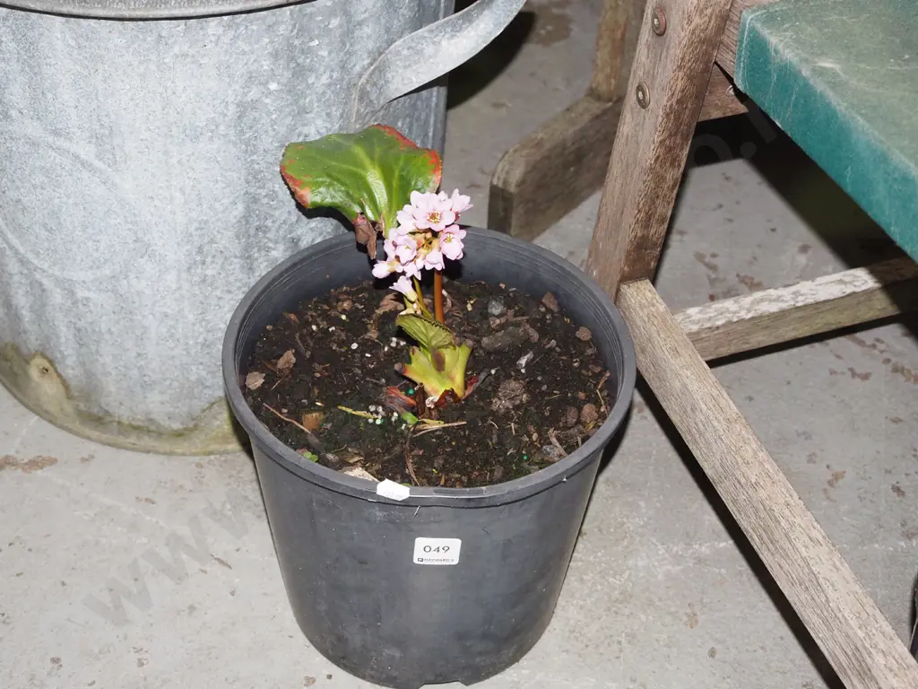 potted begonia Image 1++