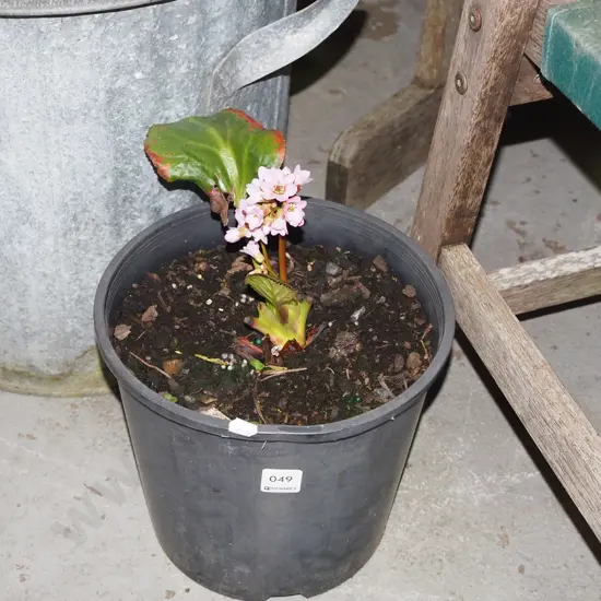 potted begonia