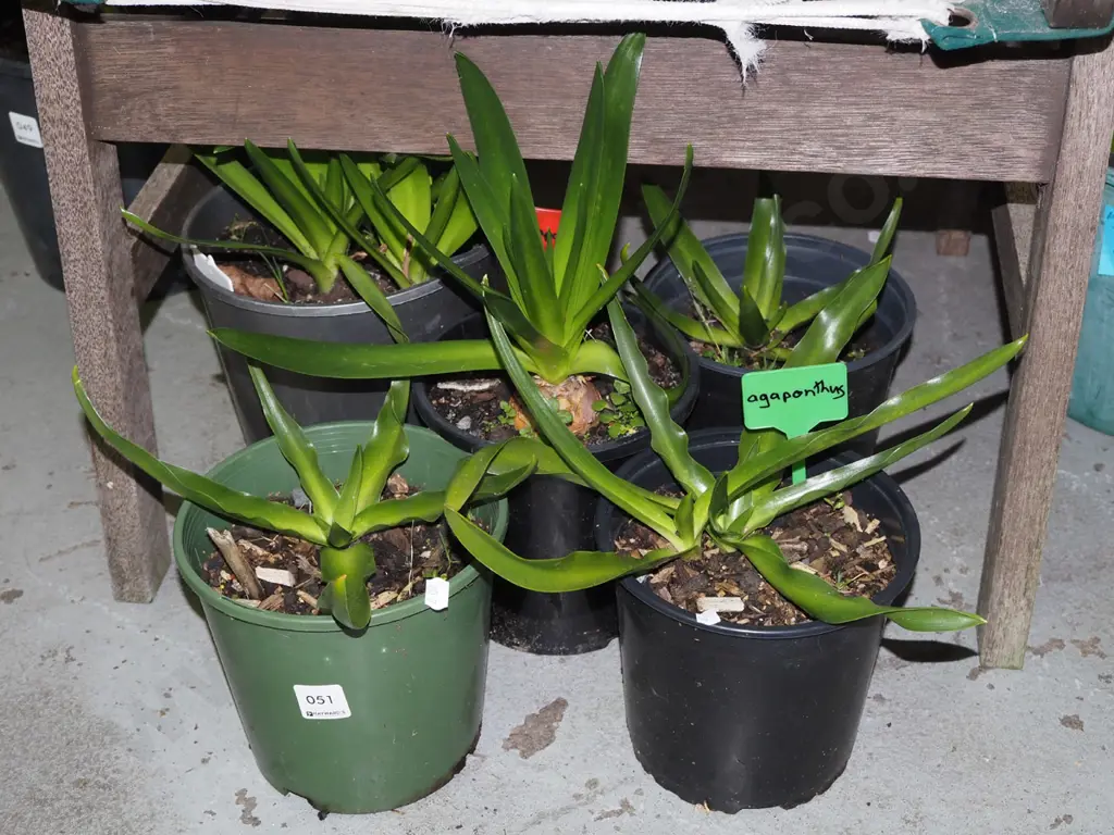5x potted agapanthus Image 1++