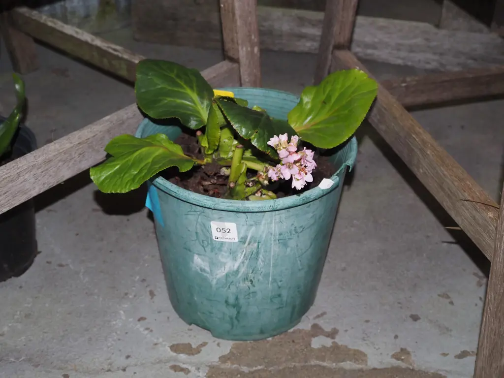 potted begonia Image 1++