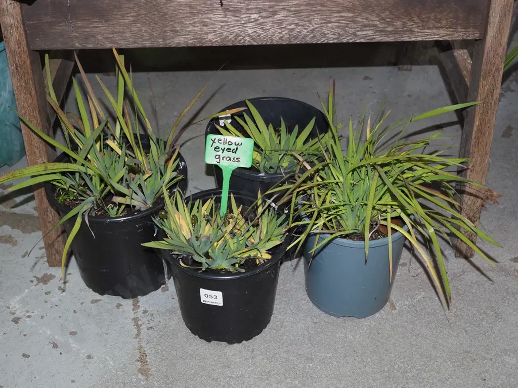4x potted yellow eyed grasses Image 1++