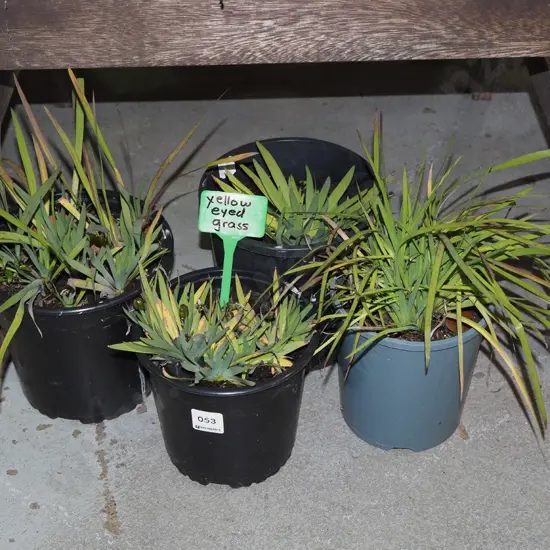 4x potted yellow eyed grasses