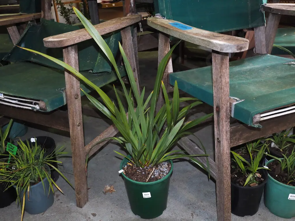 potted dwarf NZ flax Image 1++