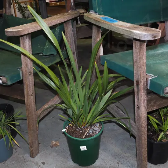 potted dwarf NZ flax