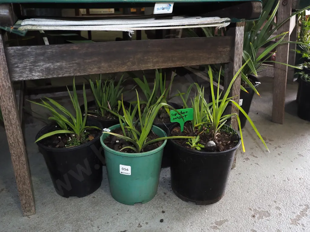 5x potted spiderworts Image 1++