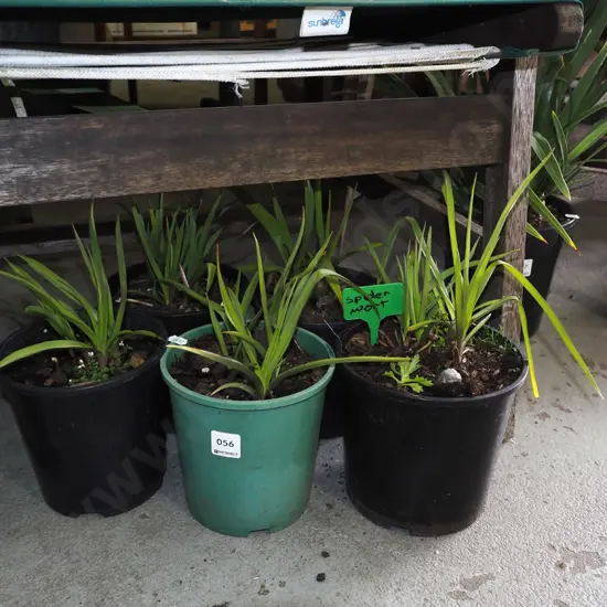 5x potted spiderworts