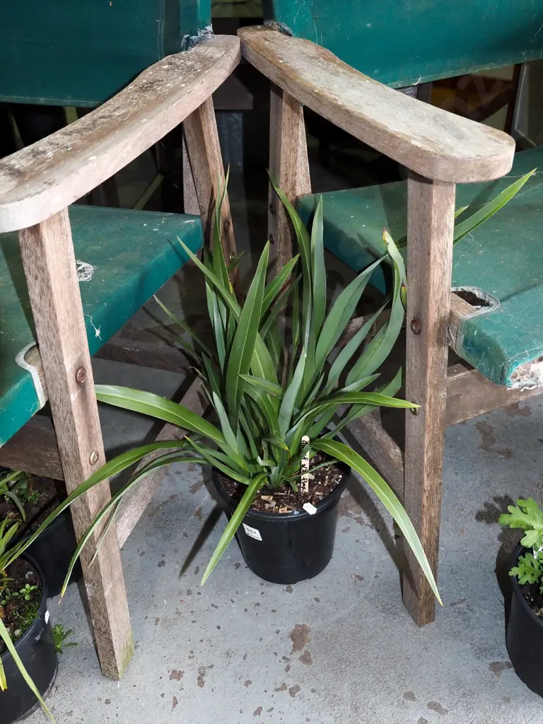 potted dwarf NZ flax Image 1++