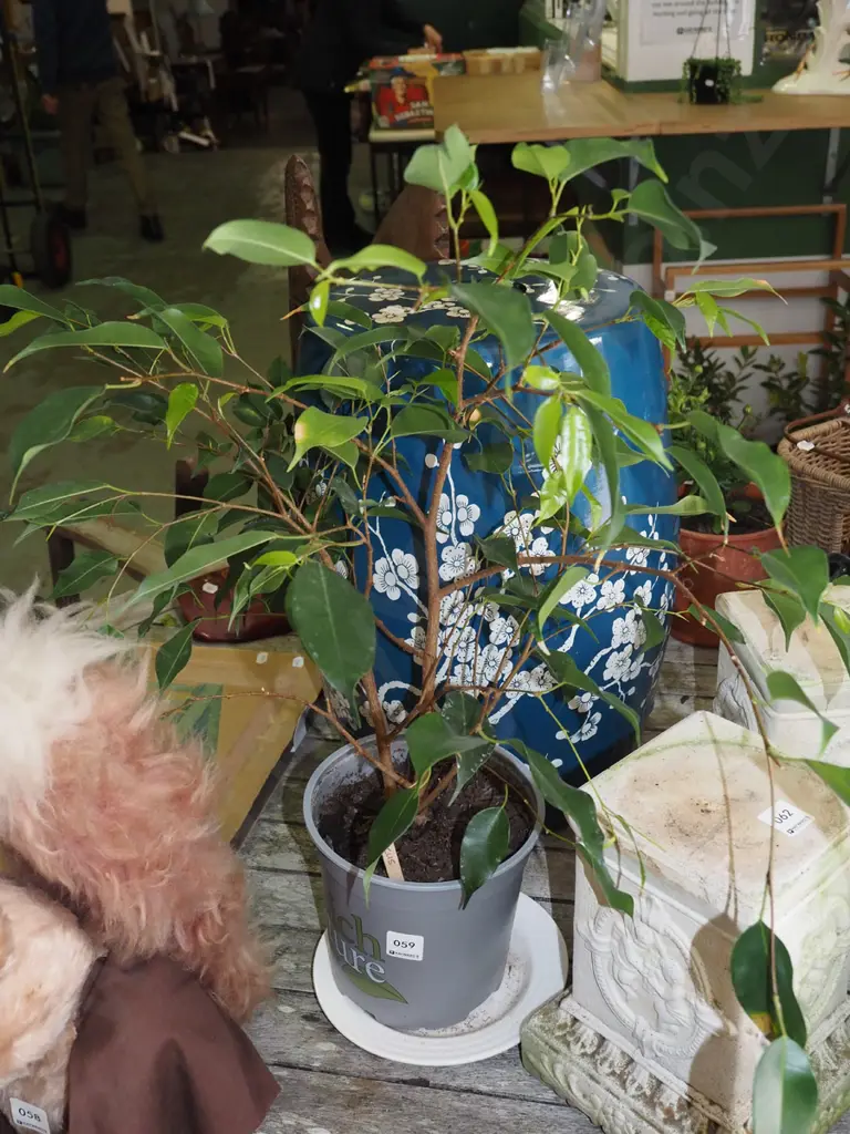 potted ficus Image 1++