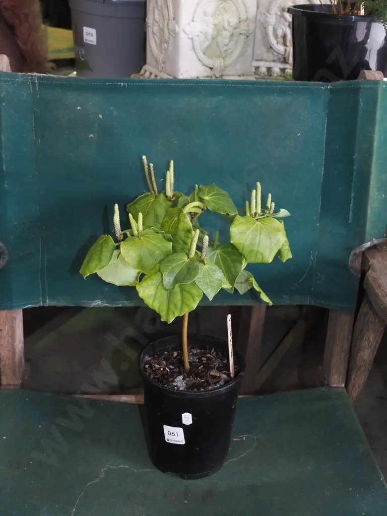 potted kawakawa Image 1++