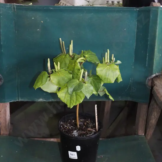 potted kawakawa