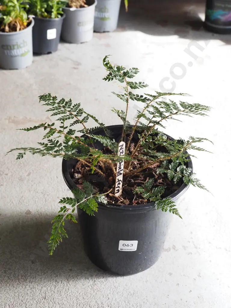 potted NZ shield fern Image 1++