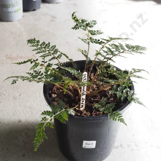 potted NZ shield fern