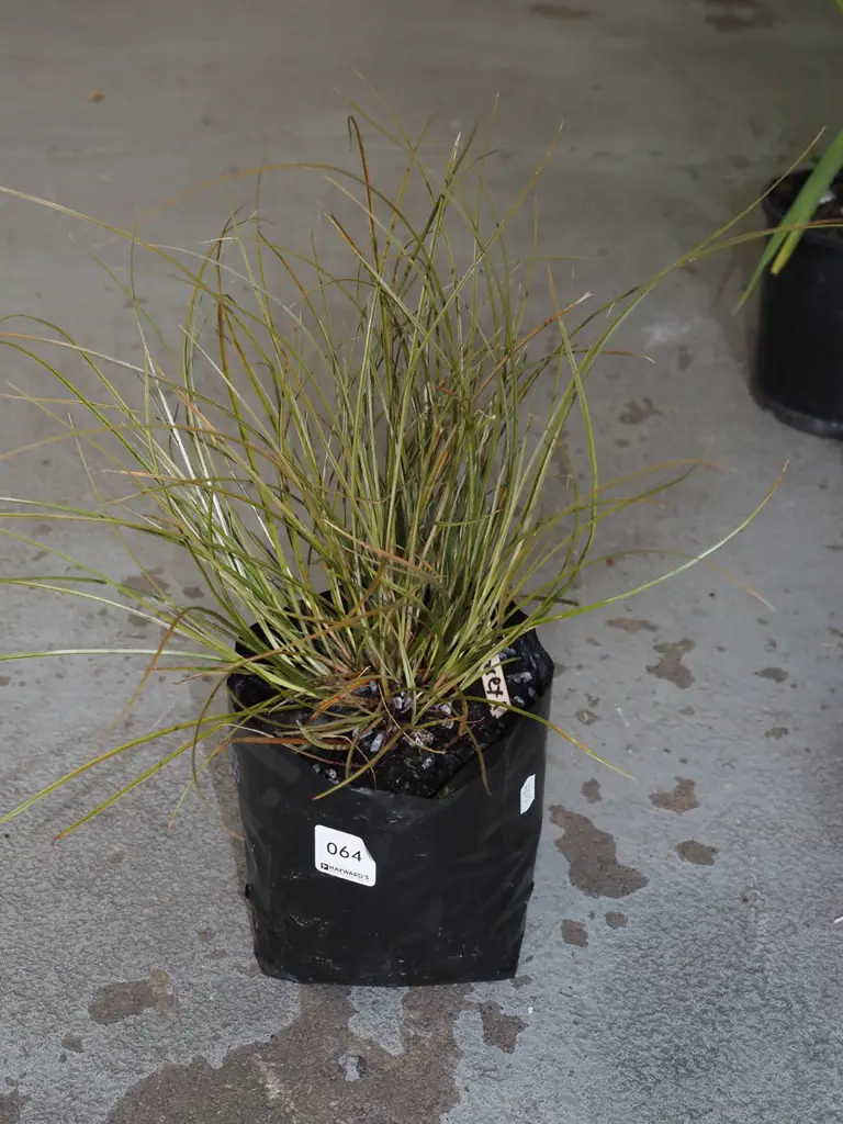 NZ bronze carex in bag Image 1++
