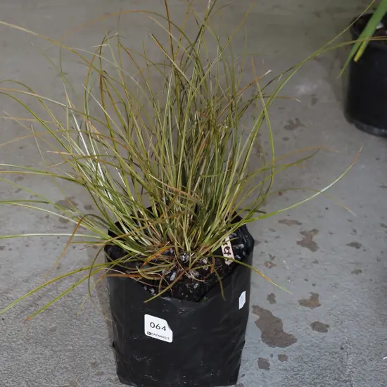 NZ bronze carex in bag