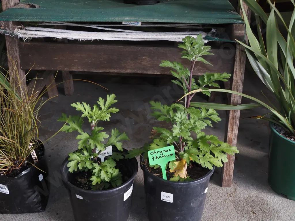 2x potted crysthanemums Image 1++