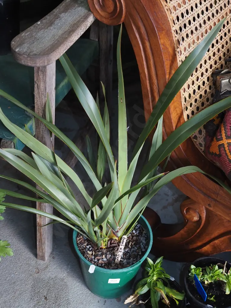 potted dwarf NZ flax Image 1++