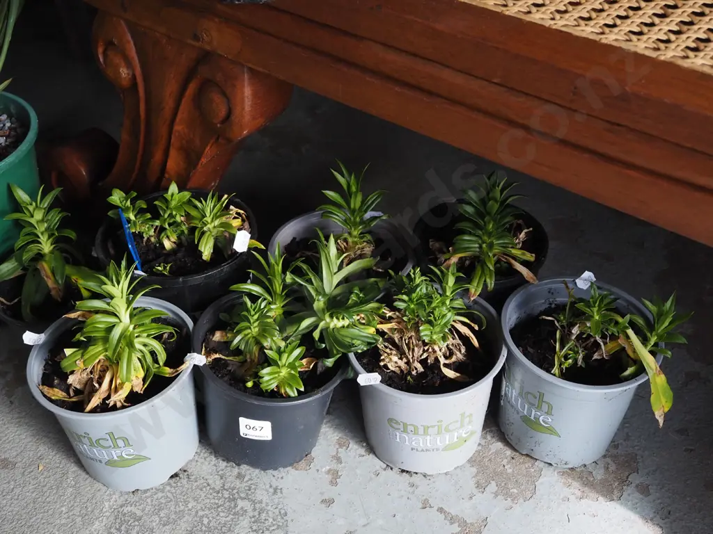 8x potted sweet williams Image 1++