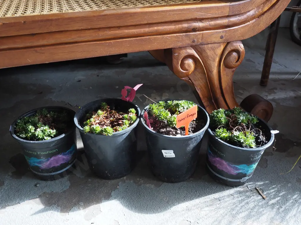 4x potted saxifraga Image 1++