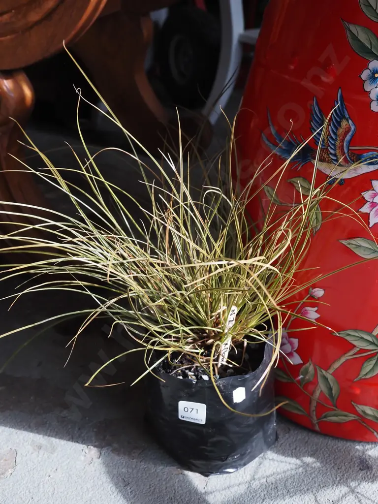 NZ bronze carex in bag Image 1++