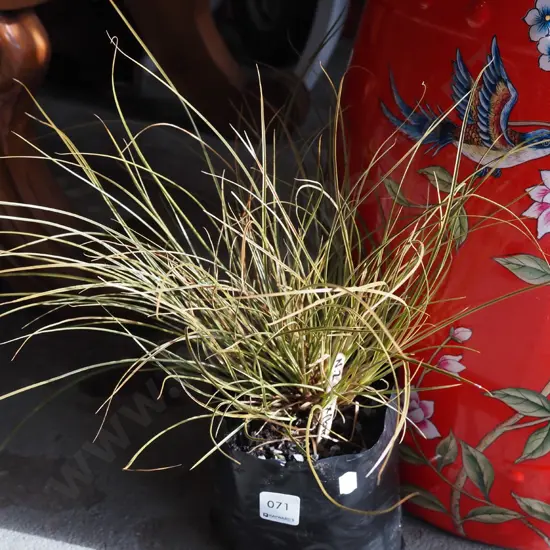NZ bronze carex in bag